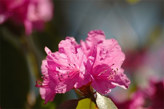 对小学一年级孩子的希望和寄语-50句