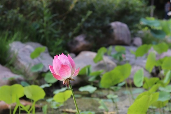 幼儿园宝宝成长册寄语-59句