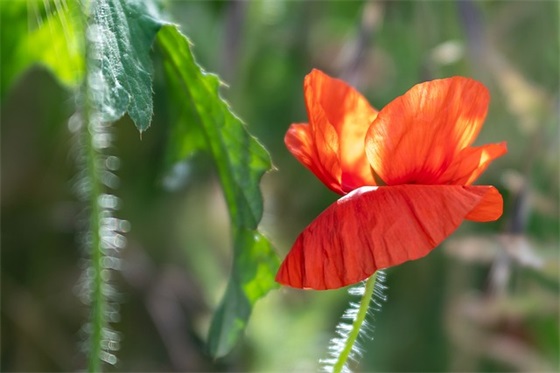 家长小学生寄语简短鼓励-50句