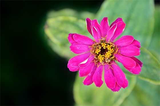 缅怀烈士的寄语-52句