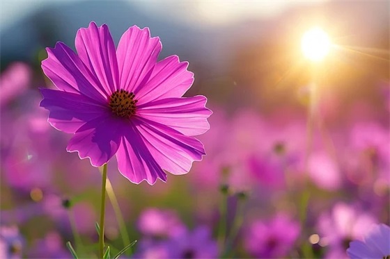 八月你好励志句子 八月份致自己的励志句子 八月你好励志句子 八月份致自己的励志句子