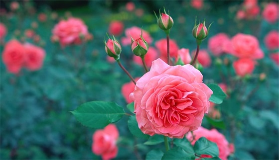 弘扬雷锋精神的句子50句 弘扬雷锋精神的句子50句