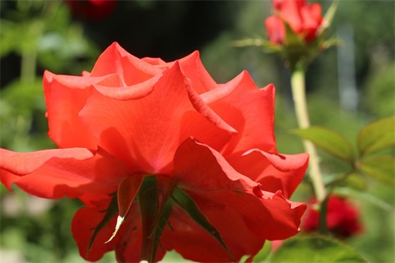 描写心情的句子20字120句