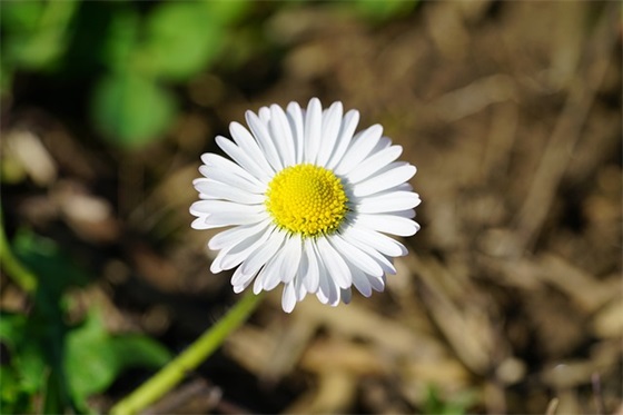 优美浪漫的表白句子