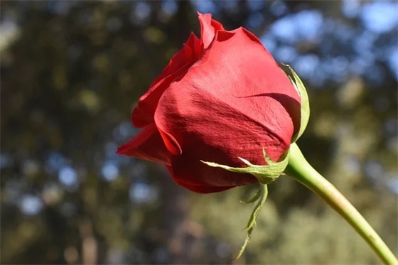 女生野性浪荡网名(精选306个)