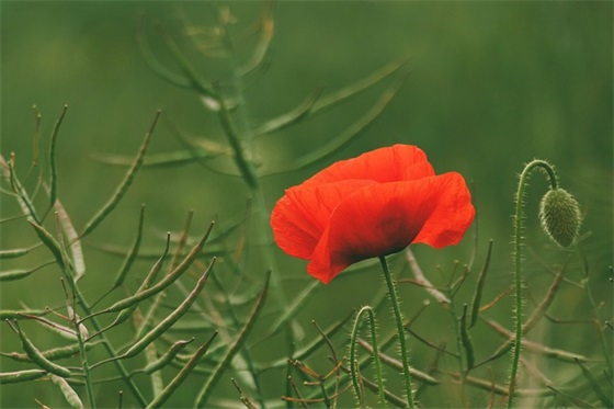 最火爆女生的游戏名字