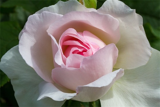 经典哲理的句子句句穿心51条 经典哲理的句子句句穿心51条