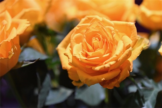 表决心好好干工作的话200句