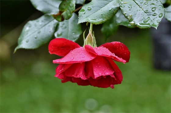 四川方言版句子精选239句