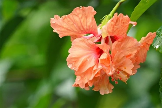 杜鹃花盛开的句子通用57条