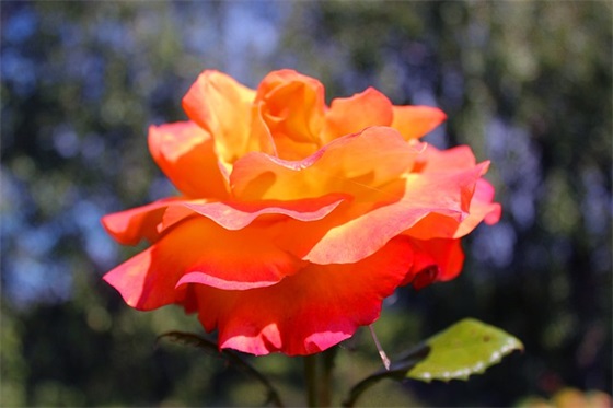 描写春天花的优美句子(大全45条)