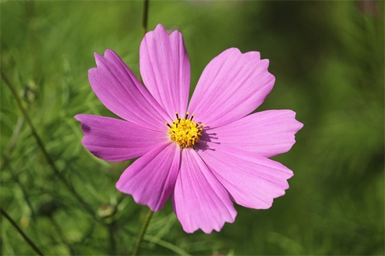 讽刺人虚伪的句子