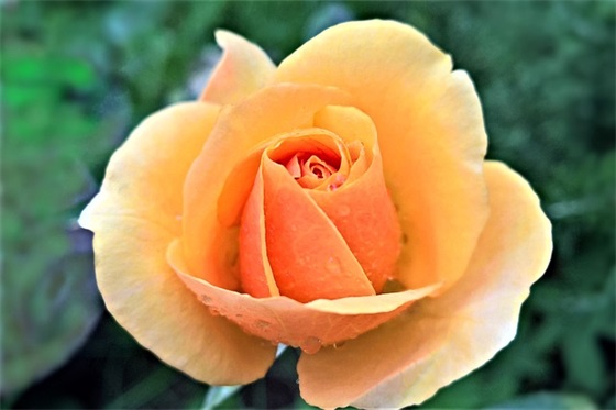 描写茶的优美句子