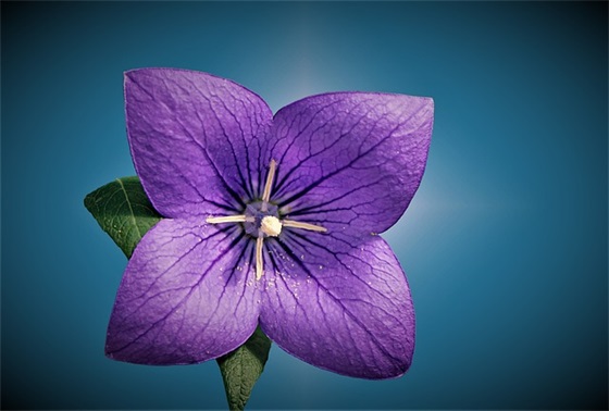 感恩母校的句子通用54条