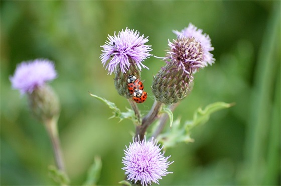 好听的儿童英文名字大全(精选92个)