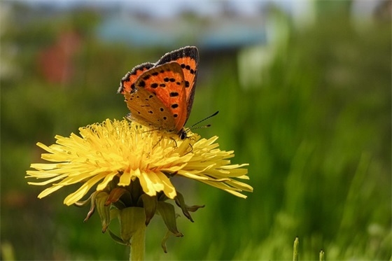 四个分组的qq分组