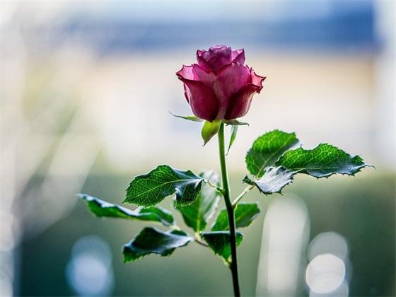 家人的微信群网名名称