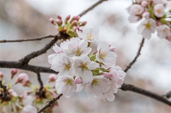 带缤嚎的网名昵称