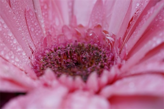 吐槽家乡蚊子很多很吵的句子汇总四十句