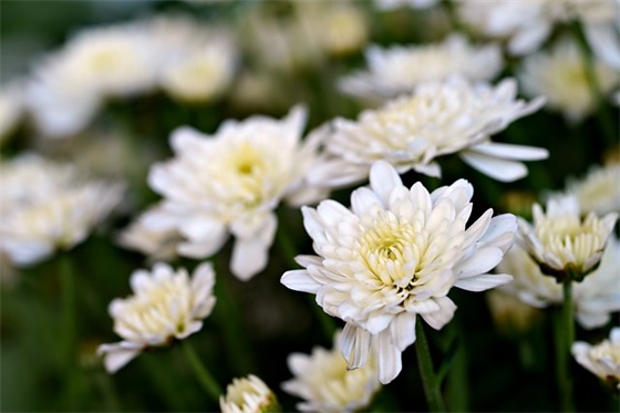 七夕经典短句子(集合37条)