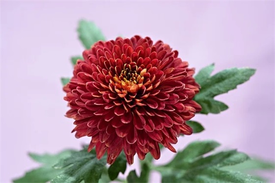 明天更美好的句子 明天更美好的句子