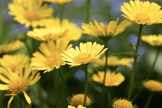 唯美淡雅古风意境句子简短(通用42句)