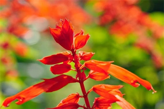 被催婚的经典语录40条 被催婚的经典语录40条