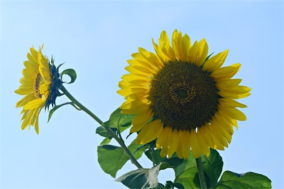 赞美英雄的句子经典语录56句