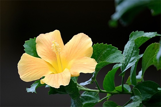 描写老人的句子优选