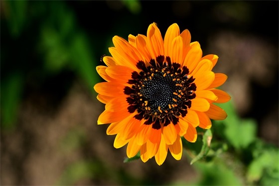 描写夏天天气炎热的句子夸张 (精选30句)