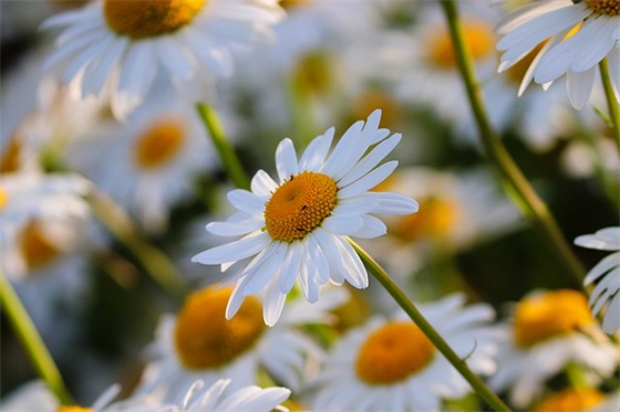 奶奶刚去世悼念的句子170句