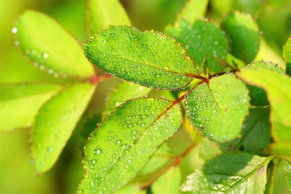 对男朋友撒娇卖萌甜美可爱的句子摘录四十句