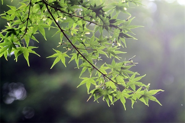 撒娇卖萌经典语录收藏41条