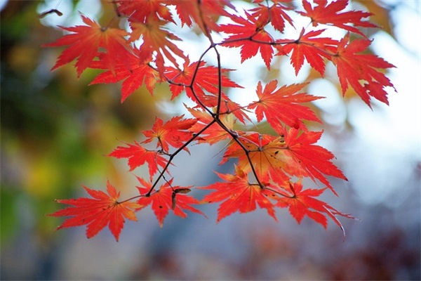 关于清明节的优美句子合集200句