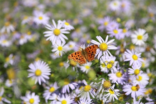 2026顾客好评回复的唯美治愈句子