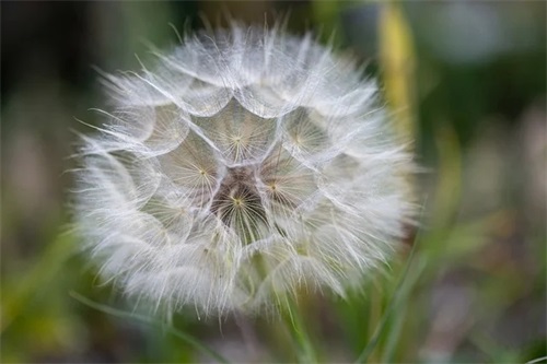 赏花的心情句子(精选68条)