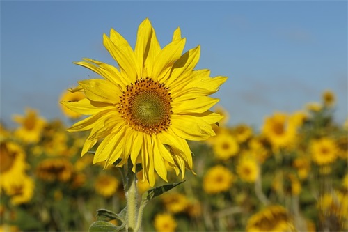 莫名心情焦虑烦躁说说 焦虑的心情句子(精选79句)