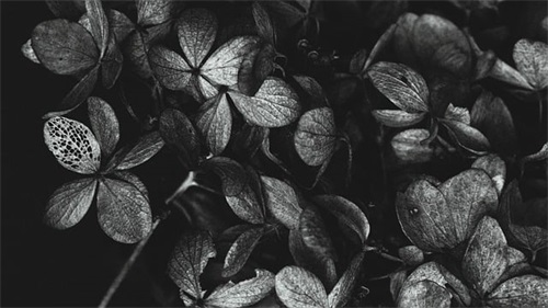 对死去父母的思念寄语-51句