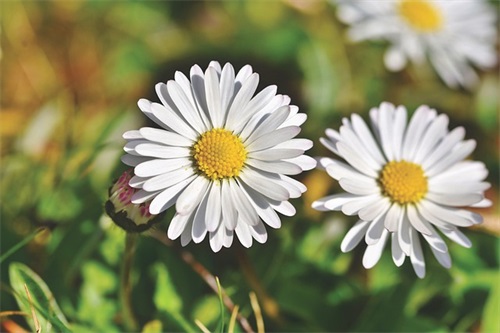 小升初老师的寄语-52句