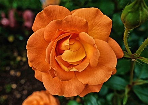 5岁女儿成长寄语经典句-51句