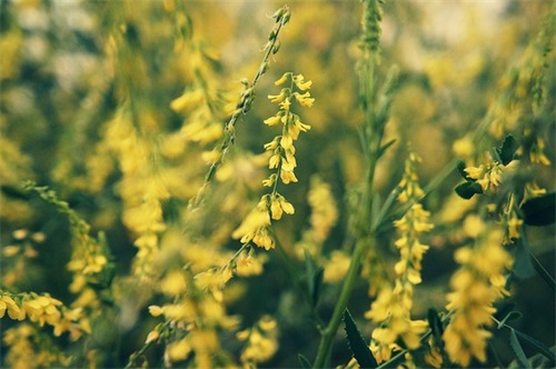 对中考生的家长寄语-50句