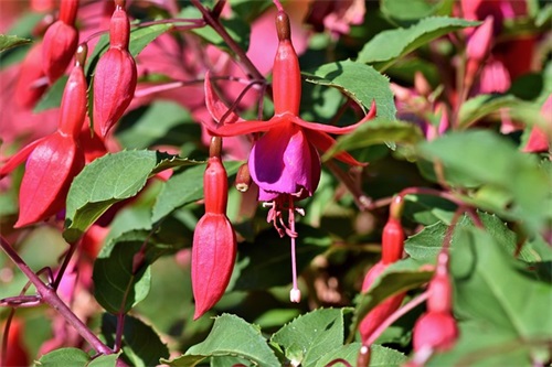 少先队老师寄语-25句