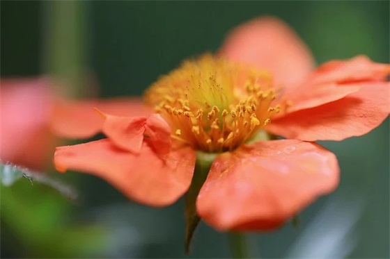 伟大的母爱好句好段 母爱伟大无私的句子