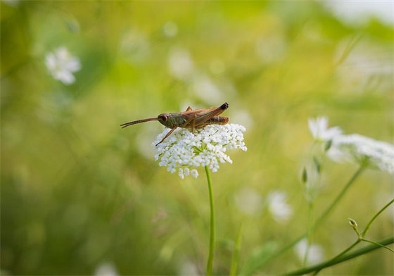 关于春风的句子