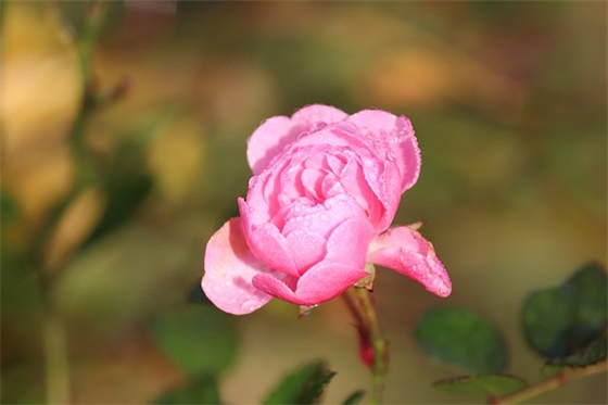 保护眼睛的句子