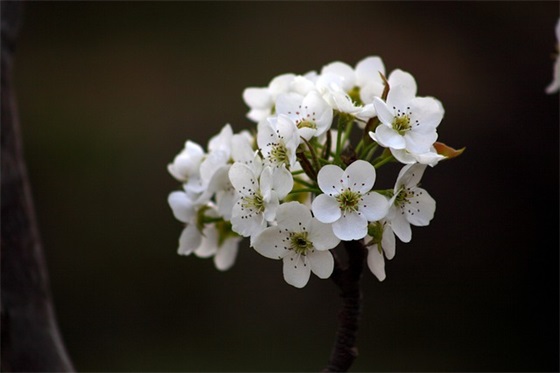 小学毕业我对自己说寄语大全-27句