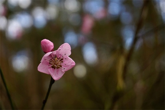 对小班孩子的寄语-20句