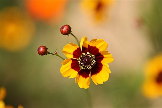 新的学期寄语怎么写-30句