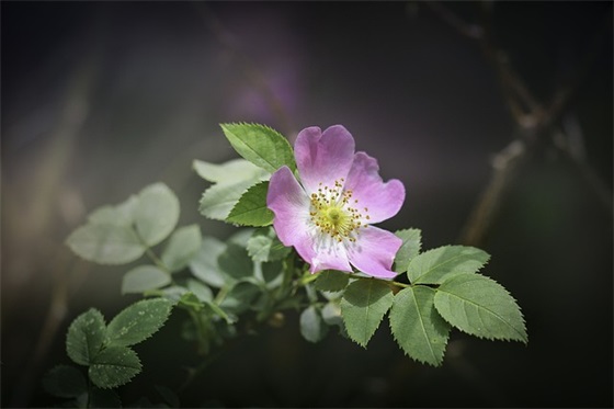 父母对孩子的八字寄语-38句