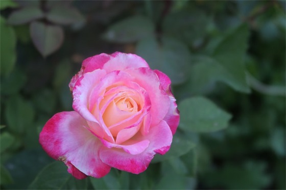 家长对进入高三学生的寄语和期盼-26句